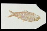 Fossil Fish (Knightia) - Wyoming #149841-1